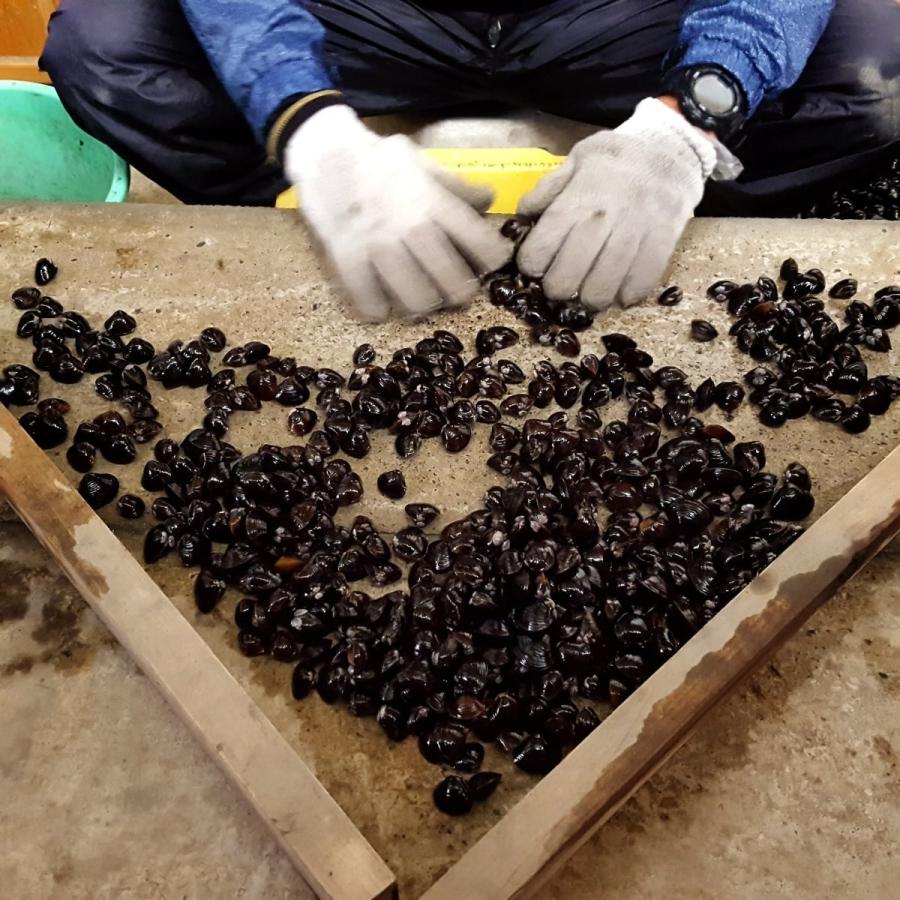 しじみ 茨城県産 日本三大しじみ 冷凍しじみ1kg 大洗町ブランド認証品 ひぬま川 涸沼湖 しじみ汁 オルニチン豊富 タウリン 鉄分 肝臓元気 T Kai おうちdeホムセン 通販 Yahoo ショッピング