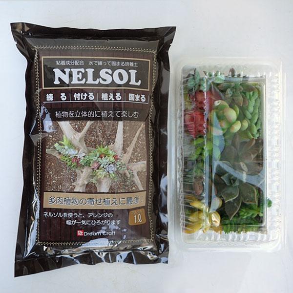 観葉植物 多肉植物切り芽 価格 カット芽 無料長期保証 1リットル入りのセット ネルソル 10芽入りパッケージと固まる土