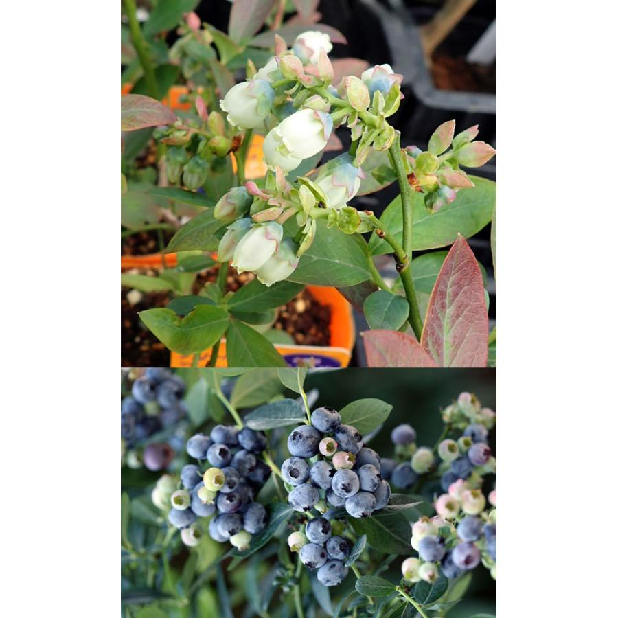 果樹の苗 ブルーベリー サザンハイブッシュ系人気種5号3種セット オニール ケープフェアー ミスティー 園芸ネット 通販 Yahoo ショッピング