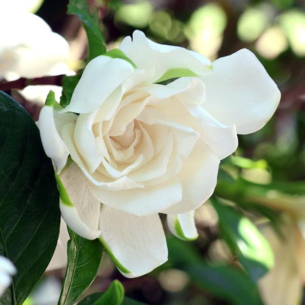 花木 庭木の苗 クチナシ 八重咲きクチナシ4.5〜5号ポット : 園芸ネット