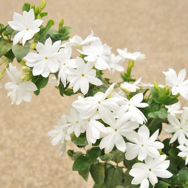 草花の苗 ジャスミン ハナビジン 花美人 3号ポット Maneplace Co Uk