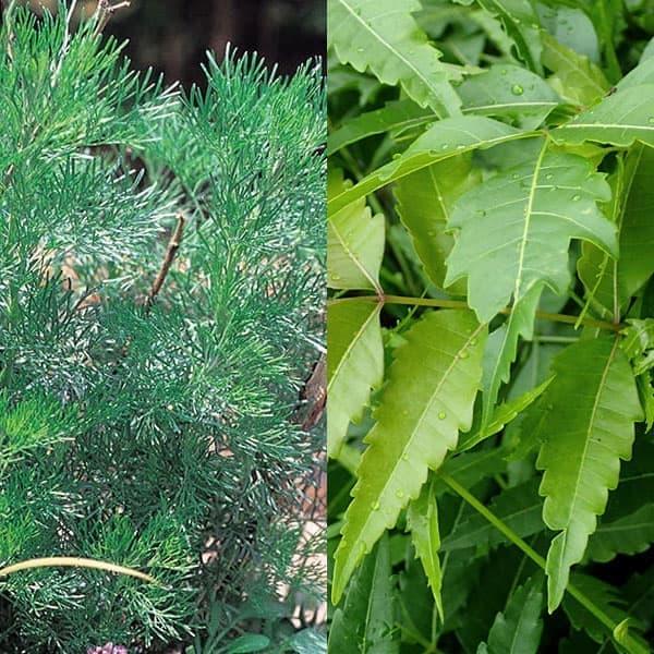 21年最新入荷 ハーブの苗 人気の虫よけハーブ2品種セット ニーム カよらず Aynaelda Com