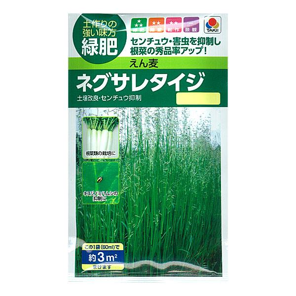 有効期限26年10月 アウェナストリゴサ（エンバク野生種） ネグサレタイジ タネ | 