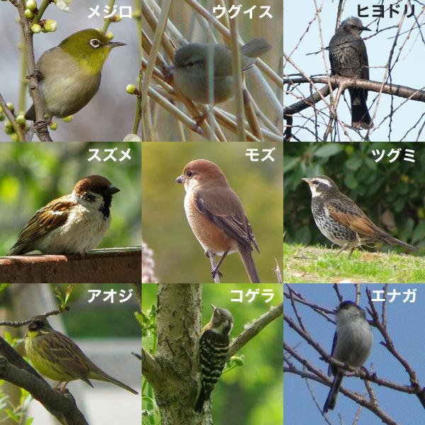 バードフィーダー 野鳥の餌台 No１ 園芸ネット 通販 Yahoo ショッピング