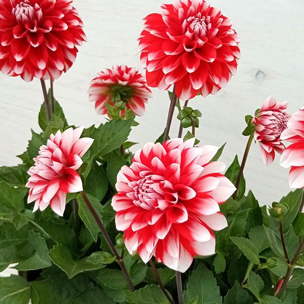 ダリア ダリーニャマキシ タンピコ 赤に白の縁取り 5号鉢植え 高質