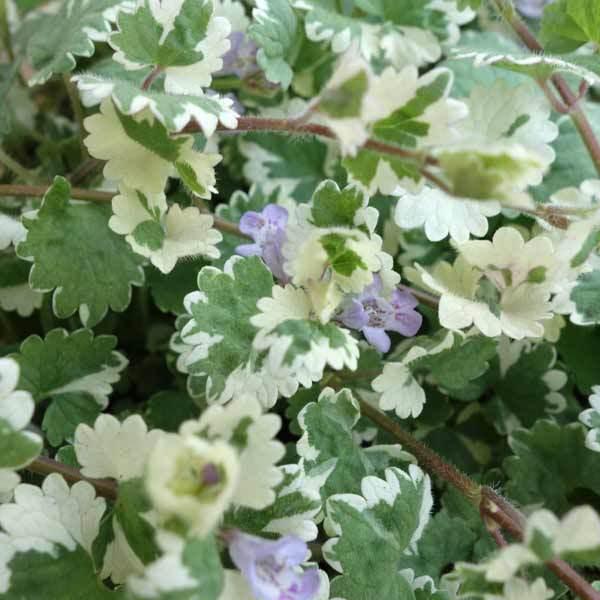 草花の苗 斑入カキドオシ グレコマ 2 5 3号ポット2株セット 園芸ネット 通販 Yahoo ショッピング