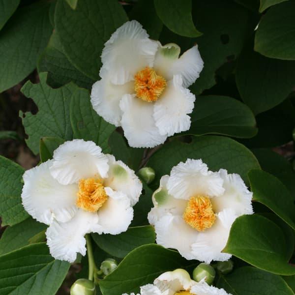 最大67 オフ 花木 庭木の苗 ナツツバキ 夏椿 シャラ 涼風3 5号2株セット