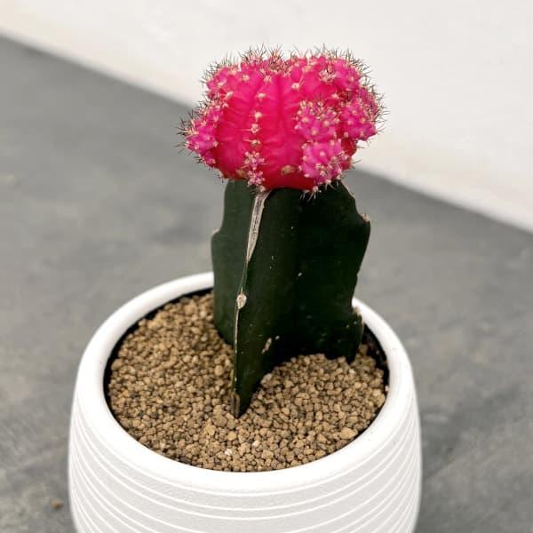 227円 Al完売しました 観葉植物 サボテン 緋牡丹 ヒボタン ピンク3号ポット