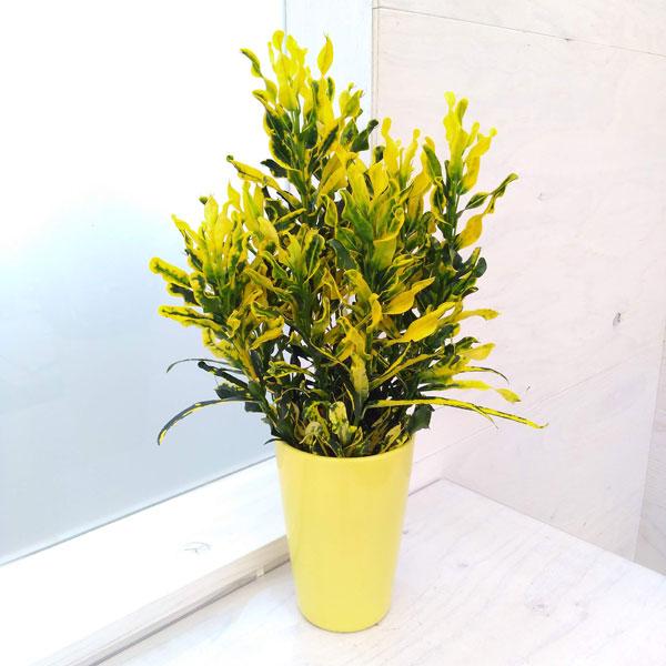観葉植物 クロトン スクルキー4号鉢植え 最大92 Offクーポン