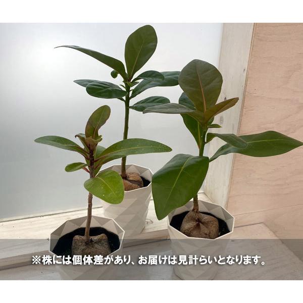 観葉植物 バーリングトニア ゴバンノアシ 4号鉢植え 園芸ネット 通販 Yahoo ショッピング