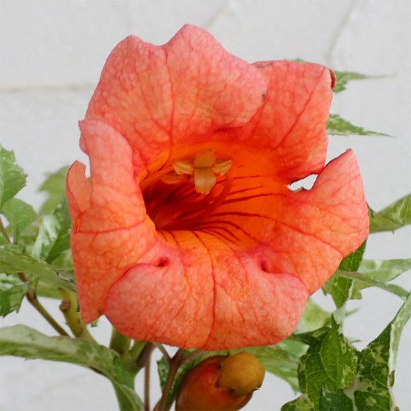 わけあり特価 ノウゼンカズラ アメリカ斑入り6号鉢植え 1127 園芸ネット 通販 Yahoo ショッピング