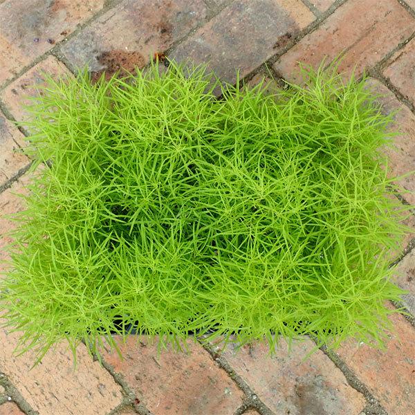 リアル 草花の苗 コキア ホウキグサ 3号ポット 12株セット Globescoffers Com