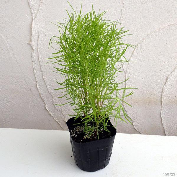 リアル 草花の苗 コキア ホウキグサ 3号ポット 12株セット Globescoffers Com