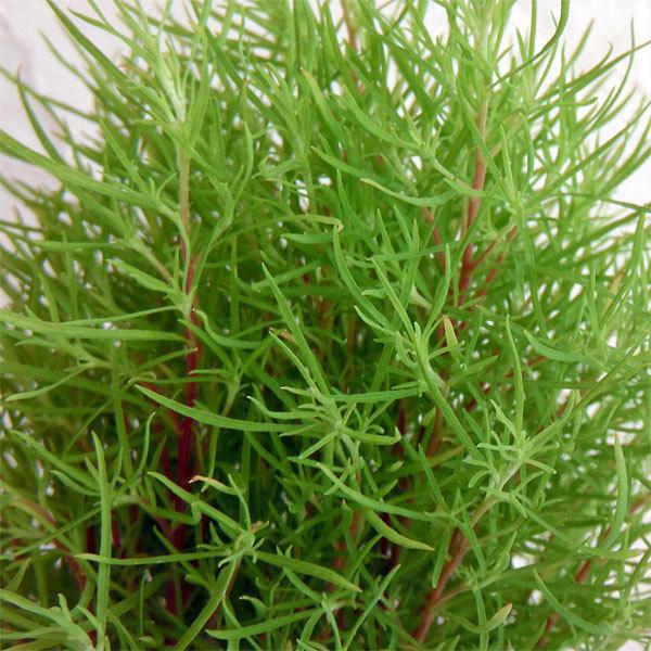 リアル 草花の苗 コキア ホウキグサ 3号ポット 12株セット Globescoffers Com