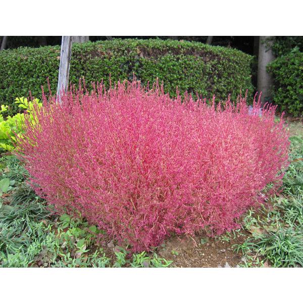 リアル 草花の苗 コキア ホウキグサ 3号ポット 12株セット Globescoffers Com