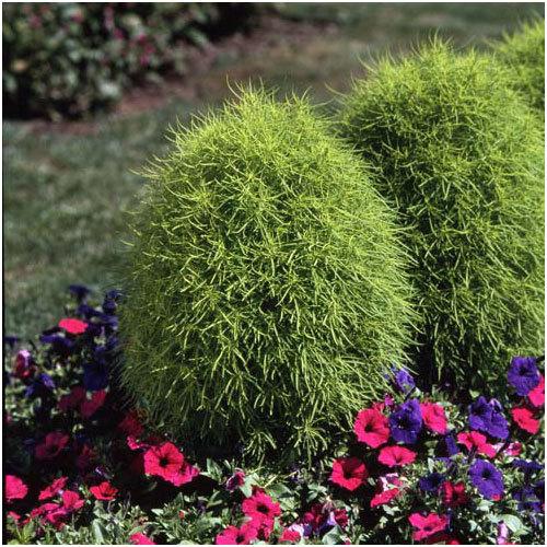 リアル 草花の苗 コキア ホウキグサ 3号ポット 12株セット Globescoffers Com