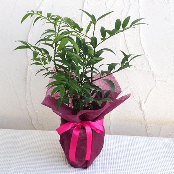 ギフトに 梛 ナギ の木4号陶器鉢植え ラッピング付き 園芸ネット 通販 Yahoo ショッピング