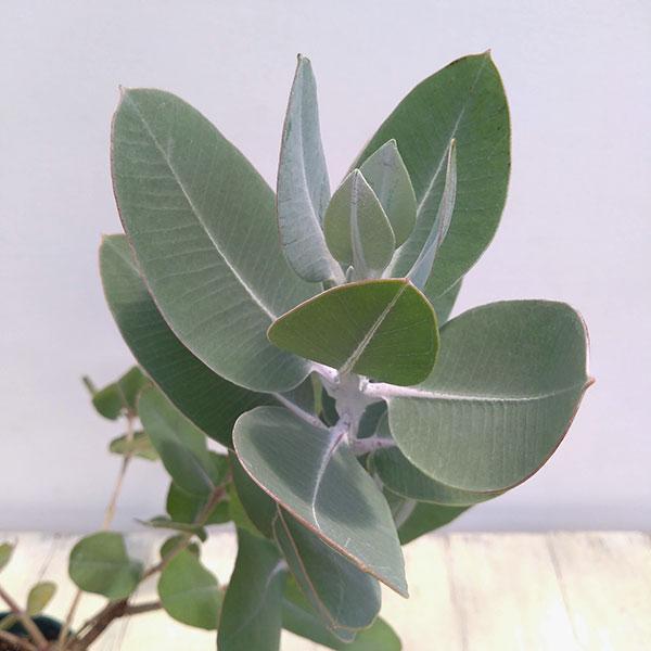 花木 庭木の苗 ユーカリ プレウロカルパ テトラゴナ シルバー 5号ポット Wilcon Com Pe