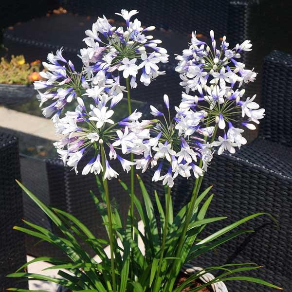 草花の苗 アガパンサス ツイスター3 5号ポット W Zositech Com