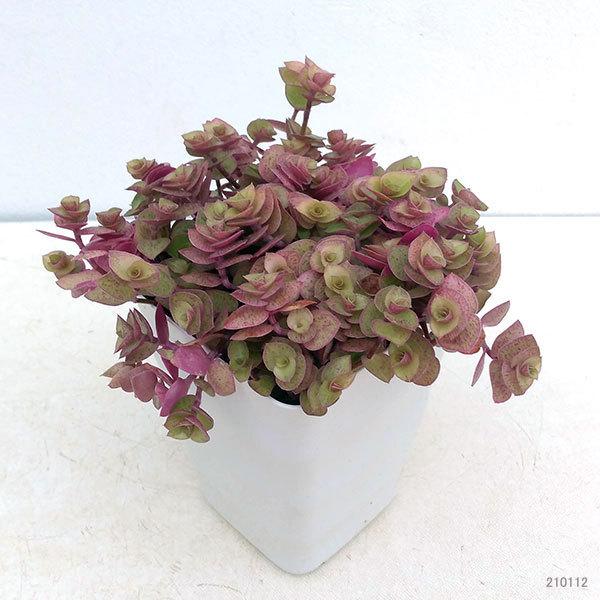 観葉植物 カリシア レペンス3 5号ポット 1171 園芸ネット 通販 Yahoo ショッピング