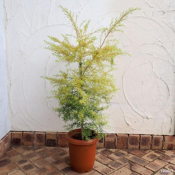 新品本物 花木 庭木の苗 メラレウカ メラウニカ レボリューションゴールド8号ポット 国内配送 Www Muslimaidusa Org