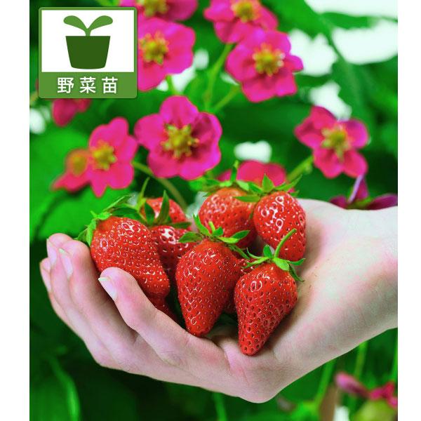 野菜の苗 四季なりイチゴ トスカーナ3号ポット 園芸ネット 通販 Yahoo ショッピング