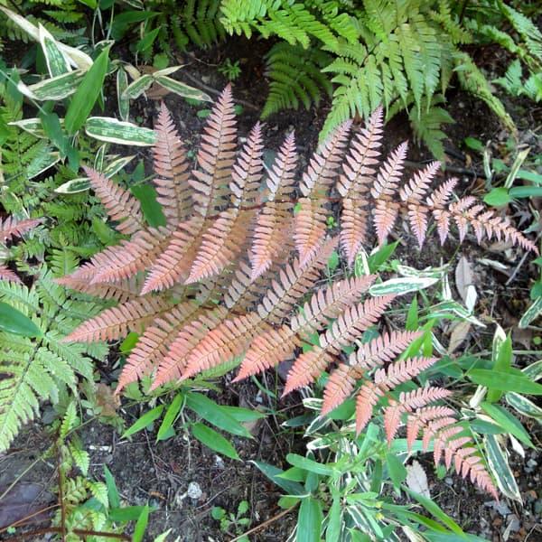 現金特価 草花の苗 シダ ベニシダ 紅羊歯 2 5 3号ポット 4株セット Flyingjeep Jp