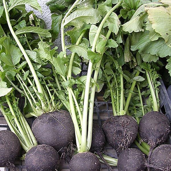 ダイコン 黒丸大根 丸型(イタリア野菜） 8-9月まき 野菜タネ | 