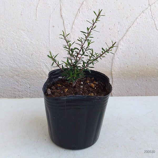 ハーブの苗 ティーツリー マヌカ赤系一重花3号ポット 園芸ネット 通販 Yahoo ショッピング