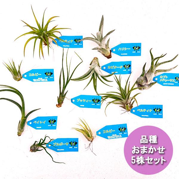 観葉植物 チランジア（エアプランツ）Sサイズ アソート 5株セット