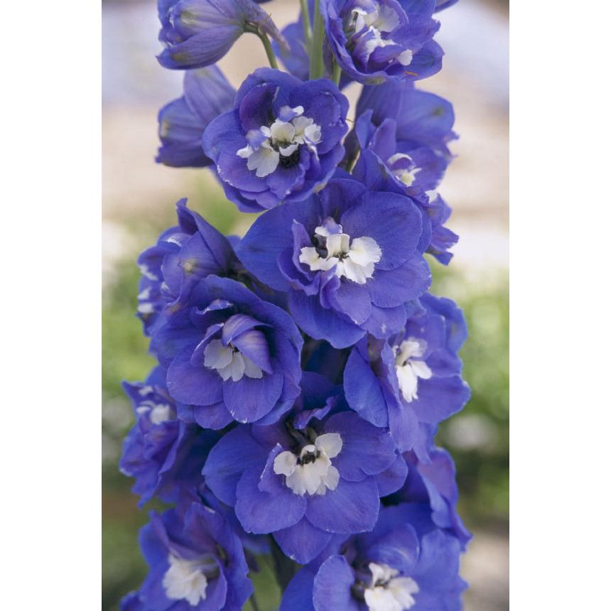 草花の苗 デルフィニウム F1オーロラ ブルーインプ3 5号ポット 園芸ネット 通販 Yahoo ショッピング