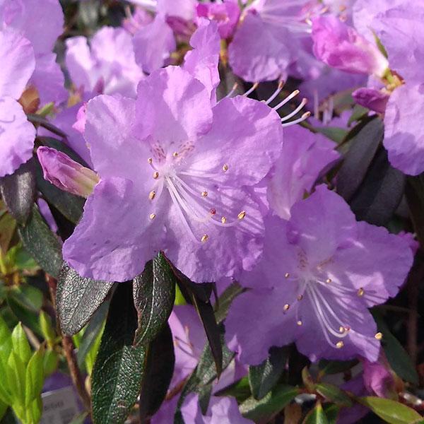 花木 庭木の苗 ツツジ（ブルー系） さざなみ4〜4.5号ポット | 