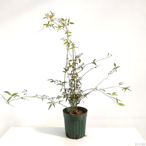 バラの苗 モッコウバラ大株仕立て 黄花八重6号ポット樹高約80cm 1281 園芸ネット 通販 Yahoo ショッピング