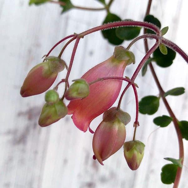 草花の苗 カランコエ・フィフィ3.5号ポット | 