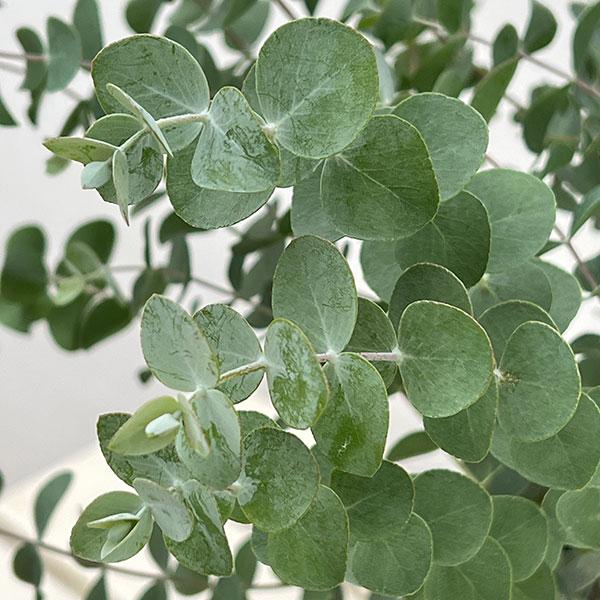 花木 庭木の苗 ユーカリ プルブレンタ 銀世界 6号ポット