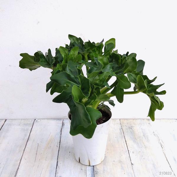 売れ筋 観葉植物 フィロデンドロン セローム スーパーアトム4号