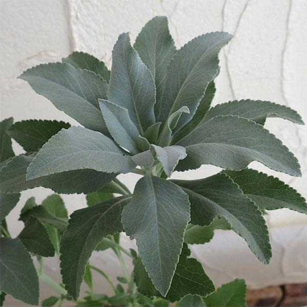 通常便なら送料無料 ハーブの苗 ホワイトセージ3号ポット
