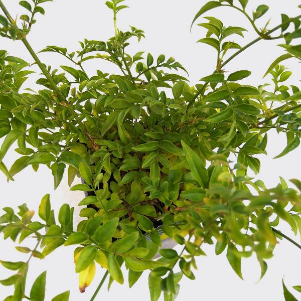 すべての美しい花の画像 最高のハゴロモ ジャスミン 販売