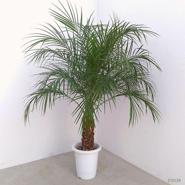 観葉植物 フェニックス ロベレニー８号鉢植え 園芸ネット 通販 Yahoo ショッピング