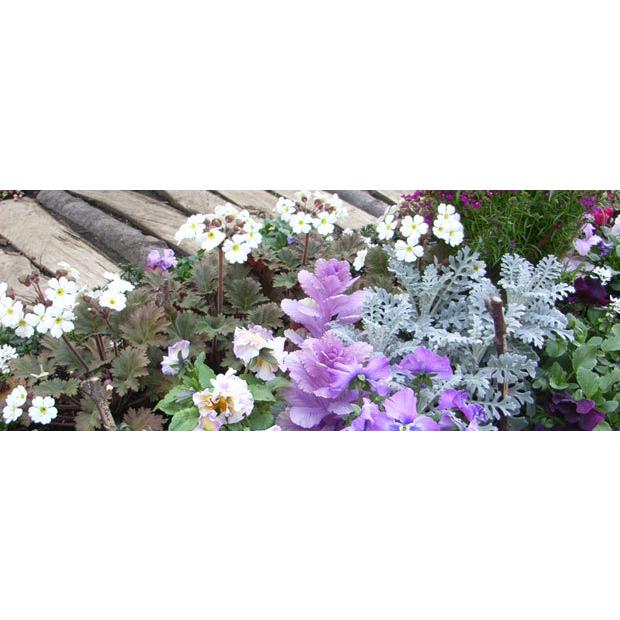 草花の苗 原種系プリムラ シネンシス3 3 5号ポット 6株セット 園芸ネット 通販 Yahoo ショッピング