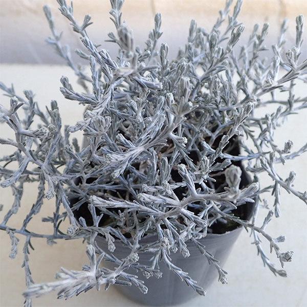 開催中 草花の苗 クッションブッシュ カロケファルス プラチーナ 3号ポット 2株セット Krntner Pflege Service 04b At