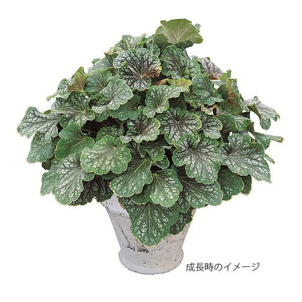 草花の苗 ヒューケラ ドルチェ チョコミント3号ポット 園芸ネット 通販 Yahoo ショッピング