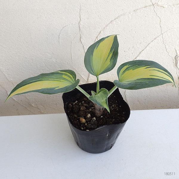 草花の苗 ギボウシ ホスタ キャサリン4号ポット 園芸ネット 通販 Yahoo ショッピング