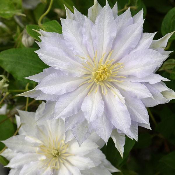 クレマチス 八重 花の苗 の商品一覧 苗 花 ガーデニング 通販 Yahoo ショッピング