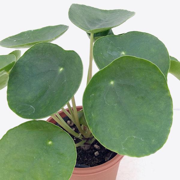 日本産 観葉植物 ピレア ペペロミオイデス3号ポット 超定番