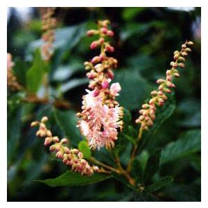 花木 庭木の苗 アメリカリョウブ ピンクスパイヤー 樹高90cm根巻きまたは地中ポット 園芸ネット 通販 Yahoo ショッピング