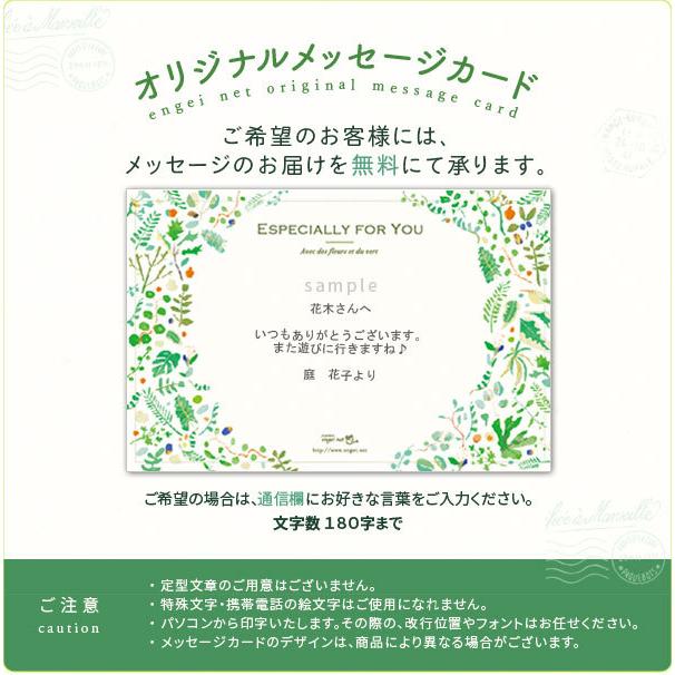 ギフトに サボテン栽培カプセル 4個セット ガチャカプセルに 土とサボテンのタネ入り 園芸ネット 通販 Yahoo ショッピング