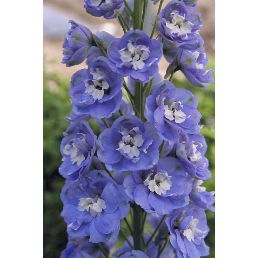 草花の苗 デルフィニウム F1オーロラ スカイブルー3 5号ポット 1407 園芸ネット 通販 Yahoo ショッピング