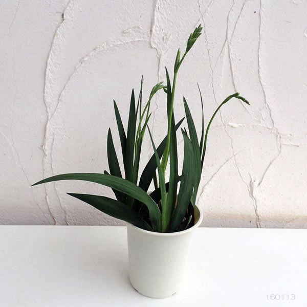 香りのブーケ フリージア ホワイト4号鉢植え 園芸ネット 通販 Yahoo ショッピング