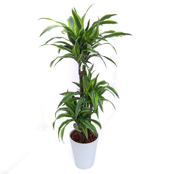 代引不可 観葉植物 ギフトに ドラセナ デメレンシス レモンライム8号鉢植え 代引不可 Www Onlysushi Cl